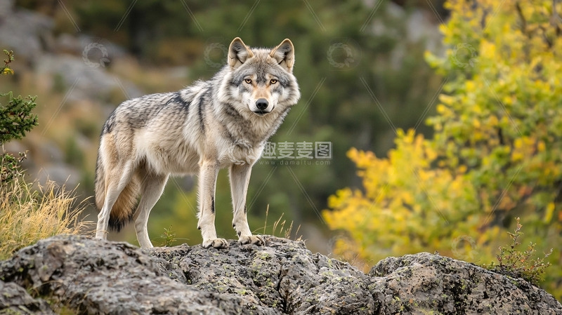 高清大图下载【趣麦麦图】灰狼伫立山石