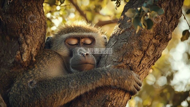 高清大图下载【趣麦麦图】树上睡觉的狒狒