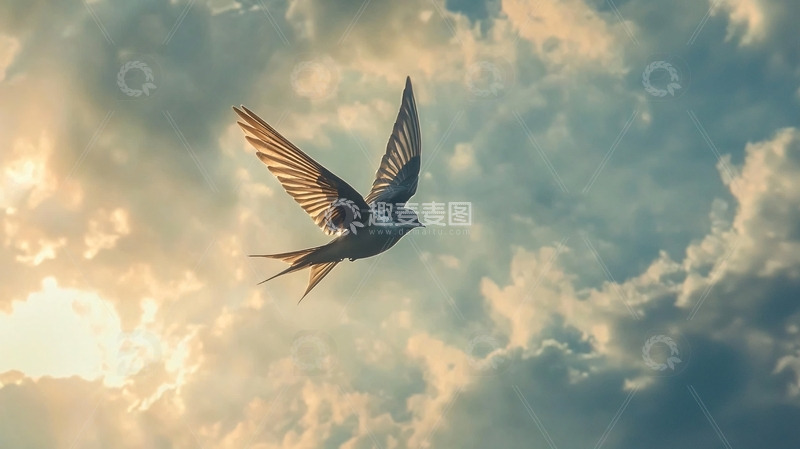 高清大图下载【趣麦麦图】燕子飞翔云层背景