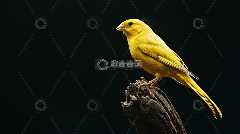 高清大图下载【趣麦麦图】黑底黄雀