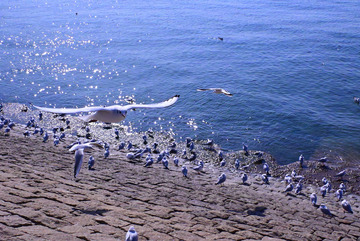 大群海鸥飞翔空中