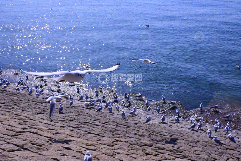 高清大图下载【趣麦麦图】大群海鸥飞翔空中