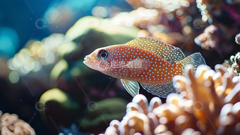 高清大图下载【趣麦麦图】珊瑚礁鱼类特写