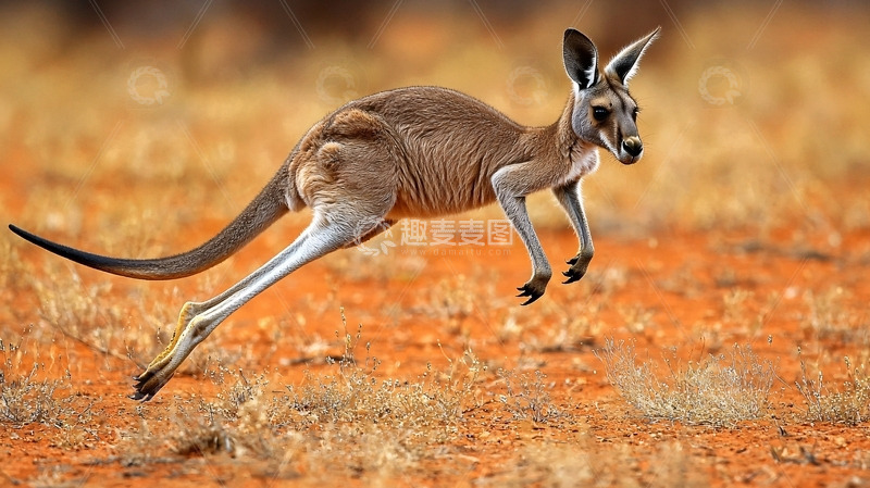 高清大图下载【趣麦麦图】红袋鼠跳跃