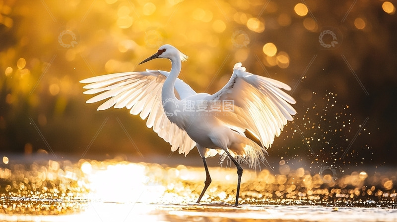高清大图下载【趣麦麦图】白鹭展翅夕阳