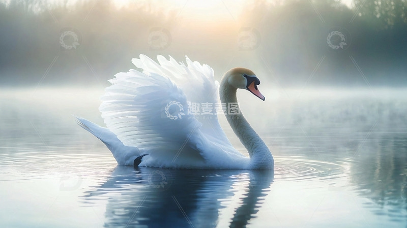 高清大图下载【趣麦麦图】雾中优雅的白天鹅