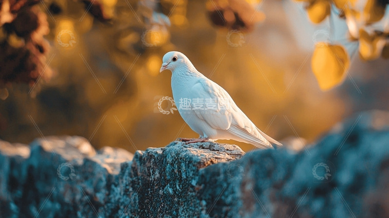 高清大图下载【趣麦麦图】白色鸽子