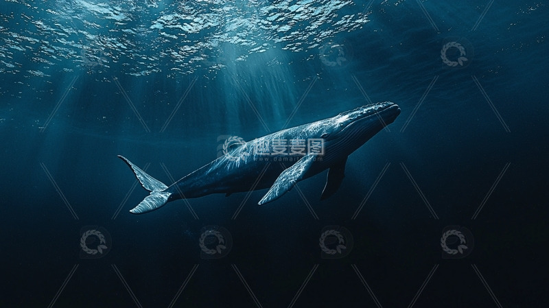 高清大图下载【趣麦麦图】深海里孤独的鲸鱼