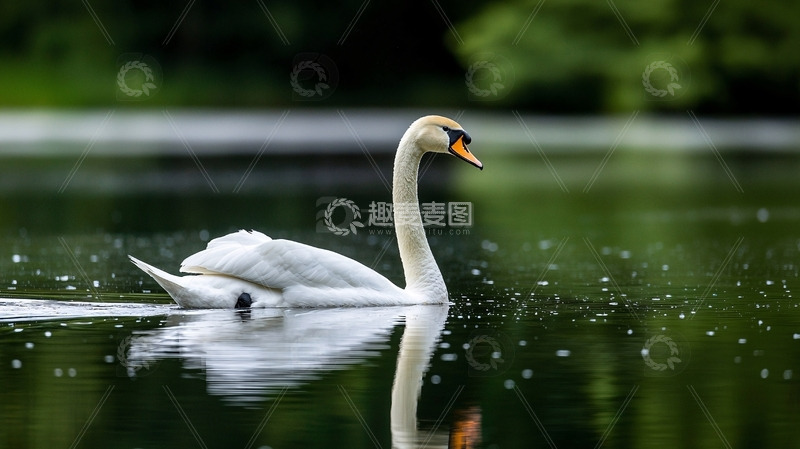 高清大图下载【趣麦麦图】优雅的天鹅在湖面平静地游动