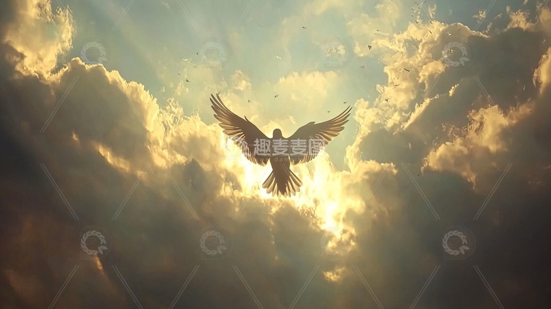 高清大图下载【趣麦麦图】阳光普照下的和平鸽