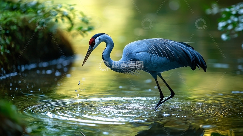 高清大图下载【趣麦麦图】蓝鹤在水中觅食