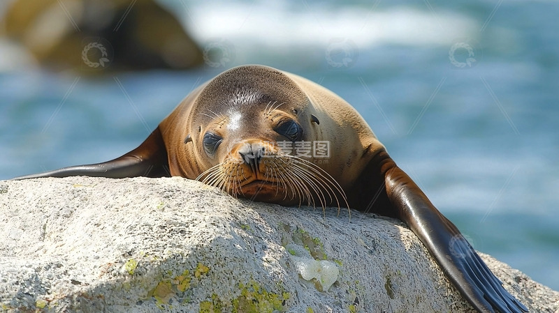 高清大图下载【趣麦麦图】海豹宝宝岩石上休息