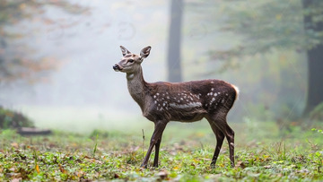 雾中鹿