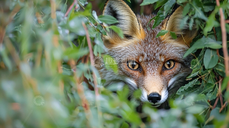 高清大图下载【趣麦麦图】狐狸藏在灌木丛中