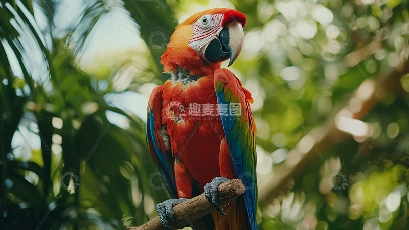 高清大图下载【趣麦麦图】红绿金刚鹦鹉栖息树枝