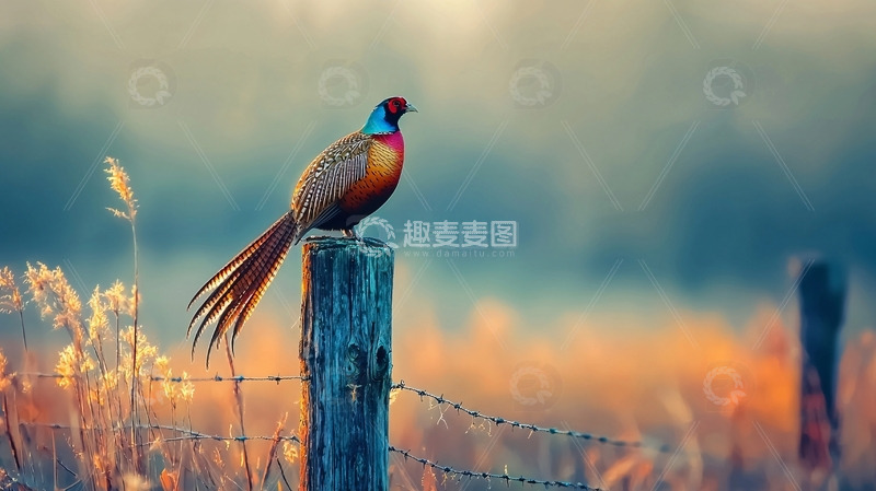 高清大图下载【趣麦麦图】清晨