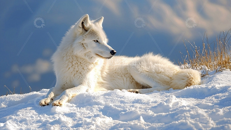 高清大图下载【趣麦麦图】雪地里休憩的白狼