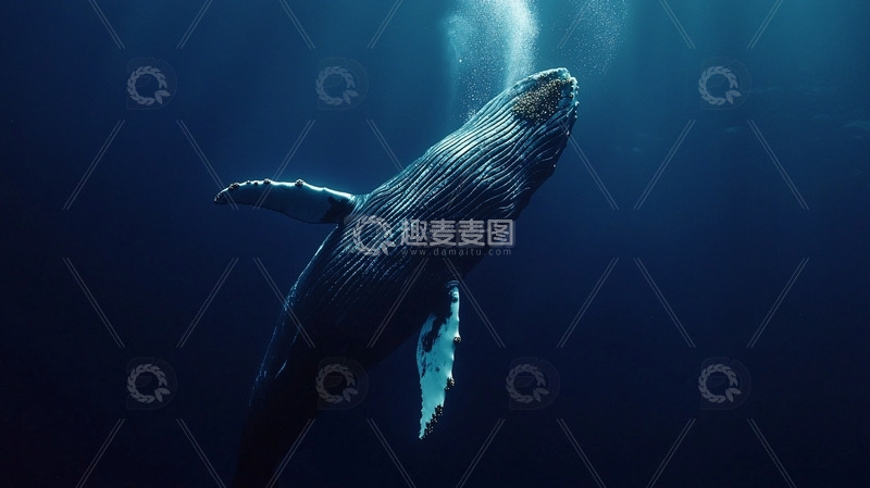 高清大图下载【趣麦麦图】深海中孤独的鲸鱼