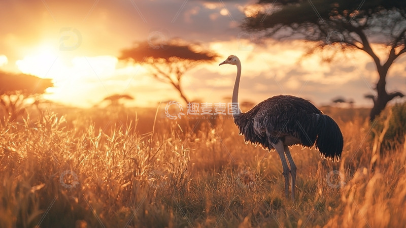 高清大图下载【趣麦麦图】非洲草原日落鸵鸟