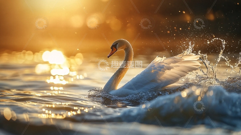 高清大图下载【趣麦麦图】日落余晖中优雅的白天鹅