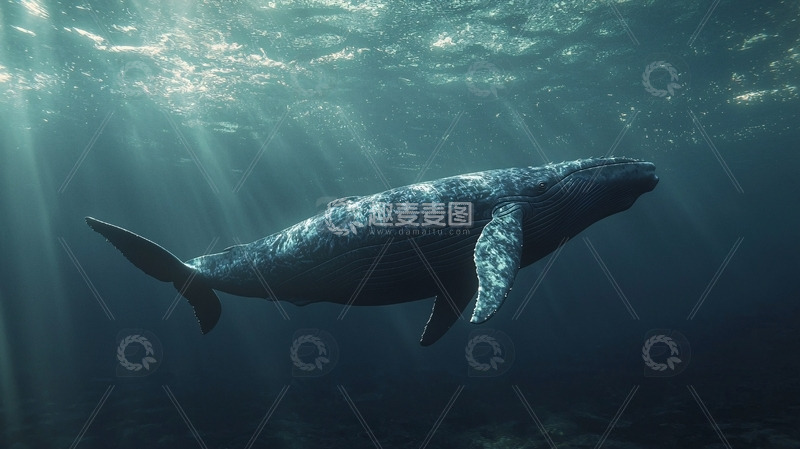 高清大图下载【趣麦麦图】阳光透过海水照射鲸鱼