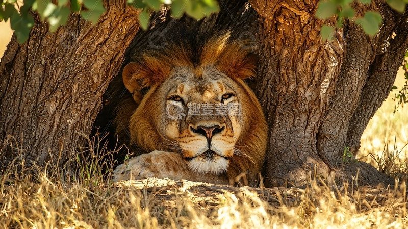 高清大图下载【趣麦麦图】树荫下休息的雄狮
