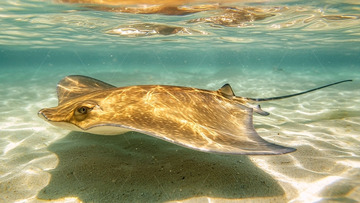 浅海中一只黄褐色鳐鱼