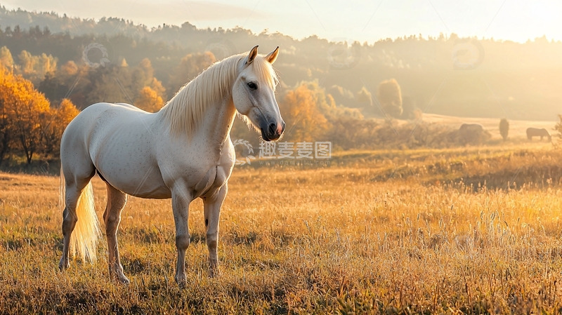 高清大图下载【趣麦麦图】清晨草原上的白色骏马