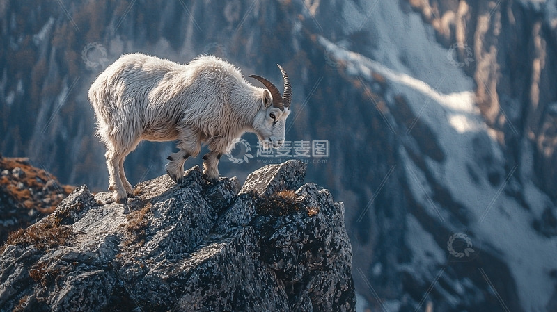 高清大图下载【趣麦麦图】雪山上的白色山羊
