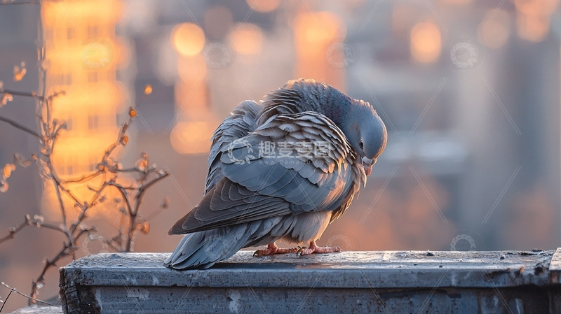 高清大图下载【趣麦麦图】温暖晨光中依偎的鸽子