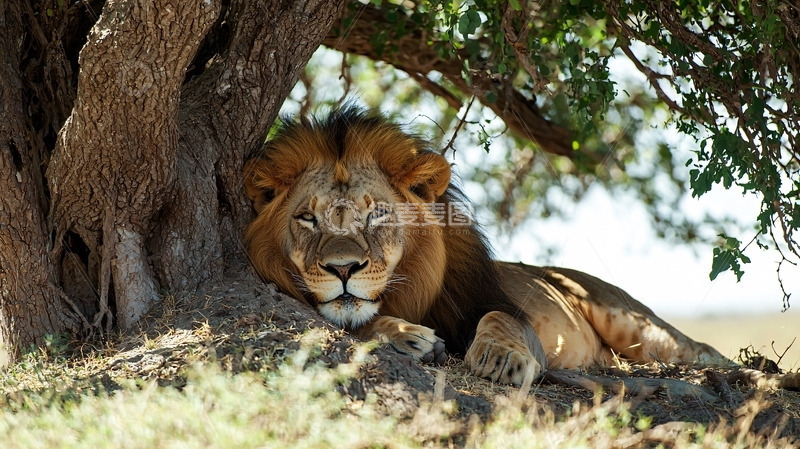高清大图下载【趣麦麦图】树荫下休憩的雄狮