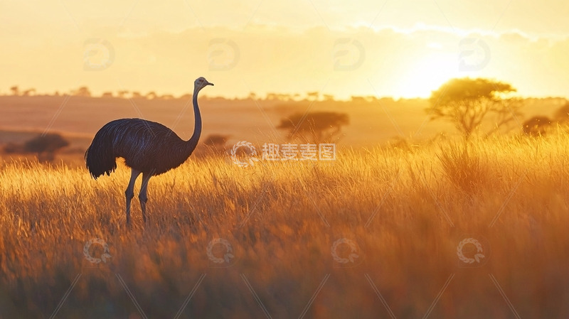 高清大图下载【趣麦麦图】非洲草原夕阳下的鸵鸟