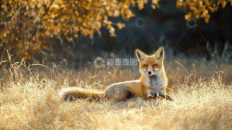 高清大图下载【趣麦麦图】红狐在秋日阳光下的草地