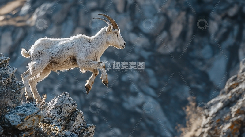 高清大图下载【趣麦麦图】高山岩羊跳跃