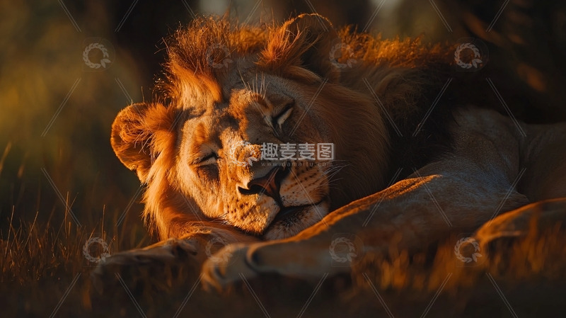 高清大图下载【趣麦麦图】夕阳下的雄狮
