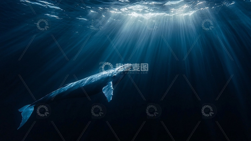 高清大图下载【趣麦麦图】深海光线下的鲸鱼