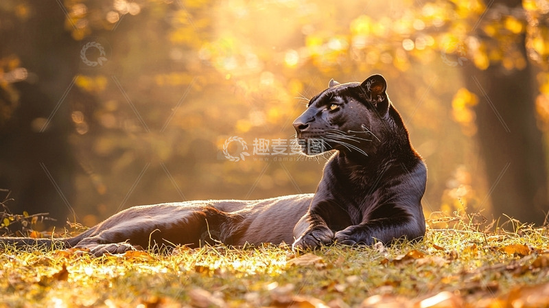 高清大图下载【趣麦麦图】秋季黑豹