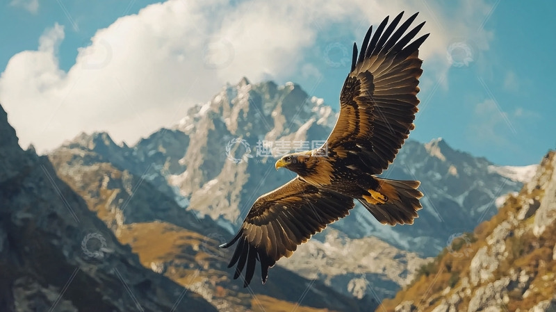 高清大图下载【趣麦麦图】雄鹰展翅高飞雪山背景