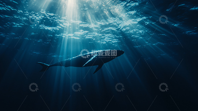 高清大图下载【趣麦麦图】深海中逆光鲸鱼