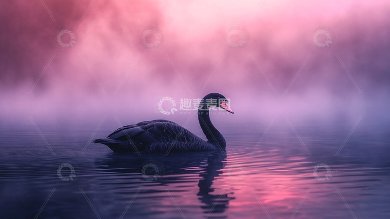 高清大图下载【趣麦麦图】黑天鹅