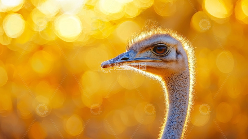 高清大图下载【趣麦麦图】夕阳下鸵鸟的侧脸特写
