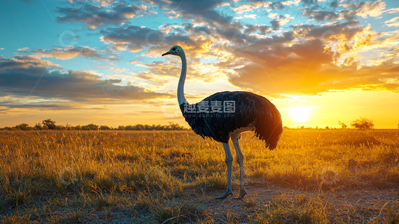 高清大图下载【趣麦麦图】日落草原鸵鸟剪影
