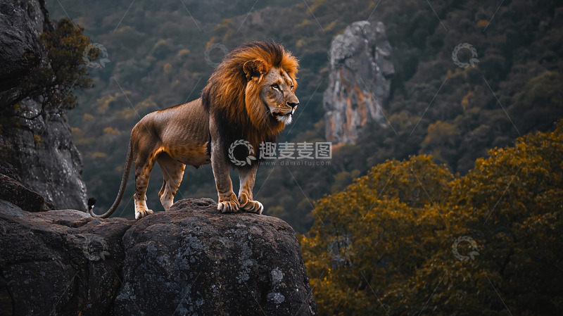 高清大图下载【趣麦麦图】山顶雄狮