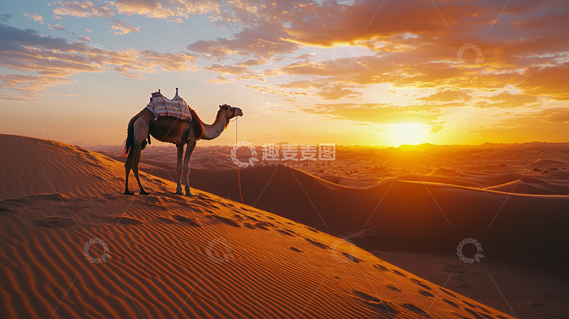 高清大图下载【趣麦麦图】沙漠日落骆驼