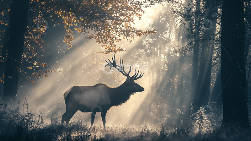 高清大图下载【趣麦麦图】森林雄鹿