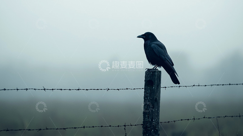 高清大图下载【趣麦麦图】雾中乌鸦