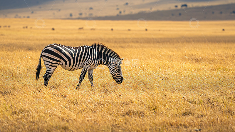 高清大图下载【趣麦麦图】斑马在金黄草原上觅食