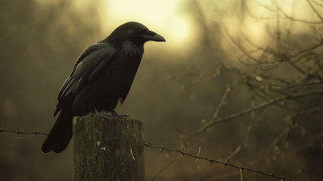 乌鸦栖息在木桩上