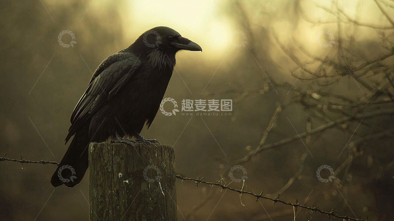 高清大图下载【趣麦麦图】乌鸦栖息在木桩上