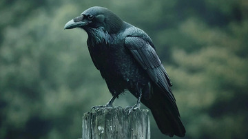 乌鸦高清图片